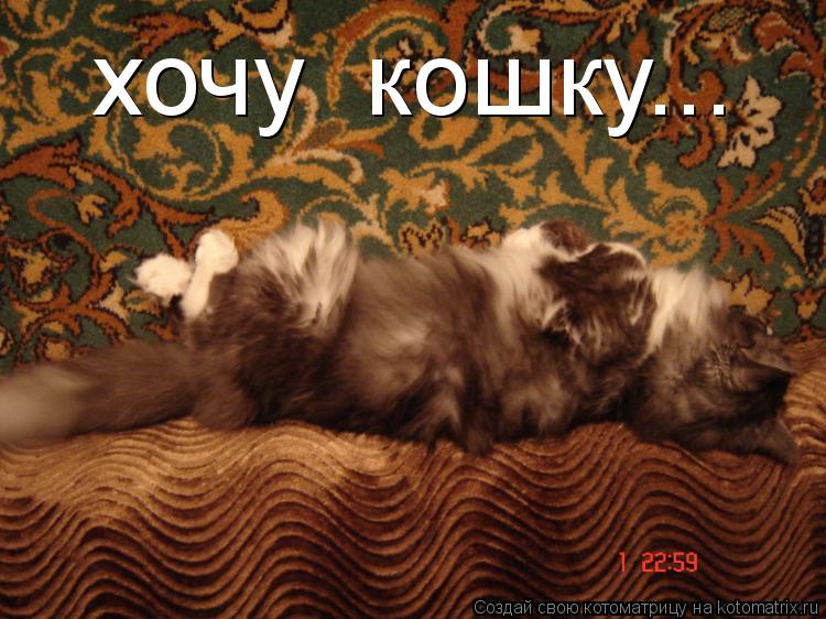 хочу кошку...... Котоматрица: хочу кошку...