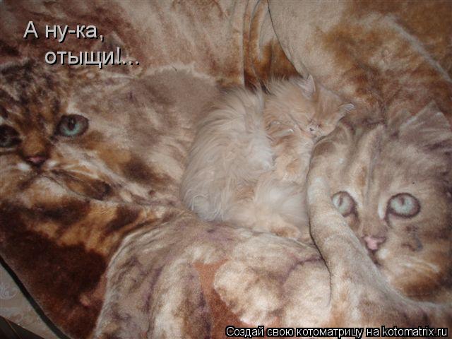 А ну-ка, отыщи!...... Котоматрица: А ну-ка, отыщи!...
