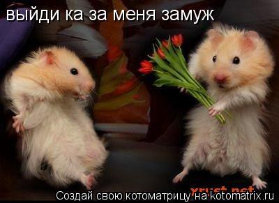 выйди ка за меня замуж... Котоматрица: выйди ка за меня замуж