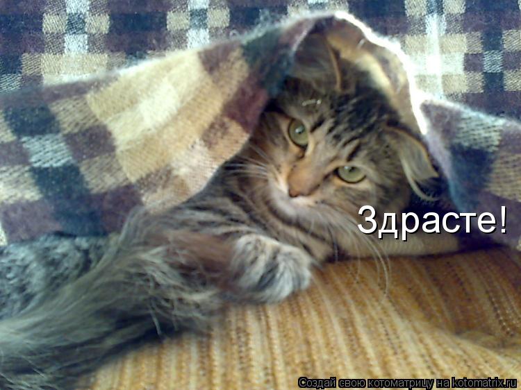 Здрасте!... Котоматрица: Здрасте!