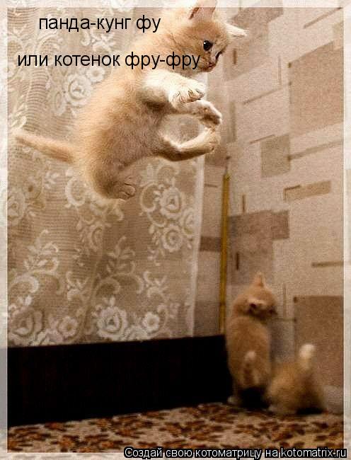 панда-кунг фу или котенок фру-фру... Котоматрица: панда-кунг фу или котенок фру-фру