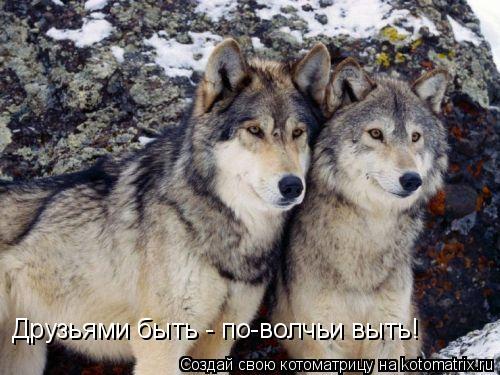 Друзьями быть - по-волчьи выть!... Котоматрица: Друзьями быть - по-волчьи выть!