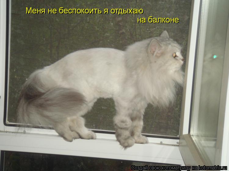 Меня не беспокоить я отдыхаю на балконе... Котоматрица: Меня не беспокоить я отдыхаю на балконе