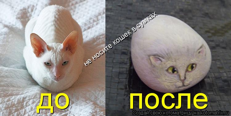 не носите кошек в сумках до после... Котоматрица: не носите кошек в сумках до после