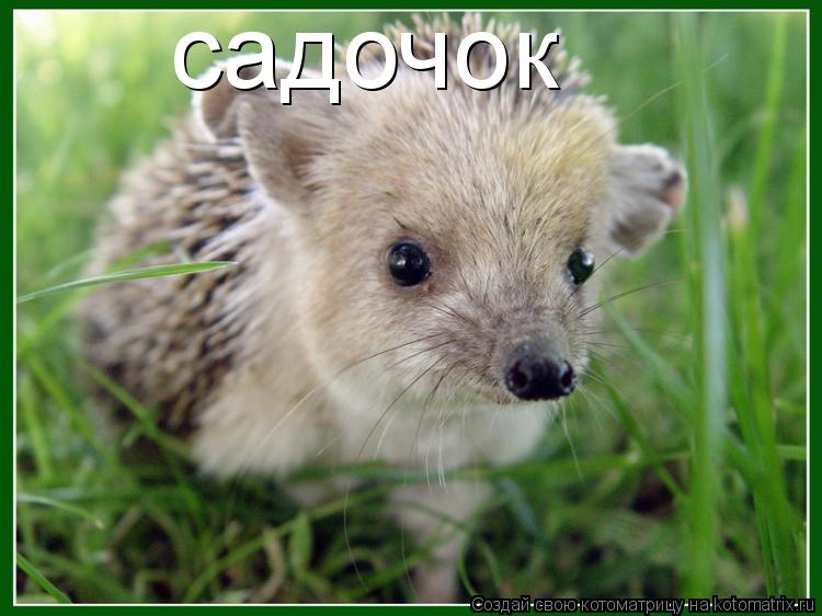 садочок... Котоматрица: садочок