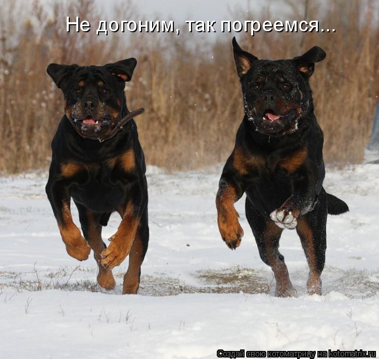Не догоним, так погреемся...... Котоматрица: Не догоним, так погреемся...