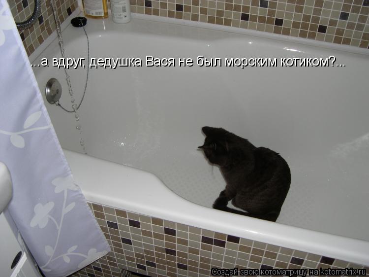 ...а вдруг, дедушка Вася не был морским котиком?...... Котоматрица: ...а вдруг, дедушка Вася не был морским котиком?...