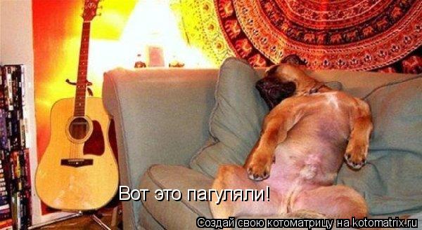 Вот это пагуляли!... Котоматрица: Вот это пагуляли!