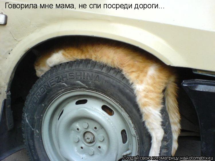 Говорила мне мама, не спи посреди дороги...... Котоматрица: Говорила мне мама, не спи посреди дороги...