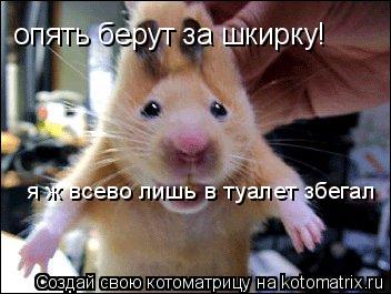опять берут за шкирку! я ж всево лишь в туалет збегал... Котоматрица: опять берут за шкирку! я ж всево лишь в туалет збегал