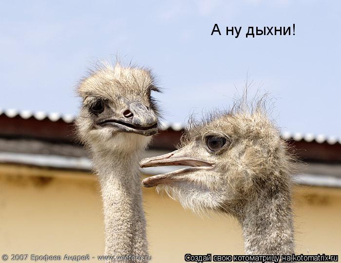 А ну дыхни!... Котоматрица: А ну дыхни!