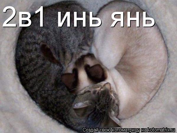 2в1 инь янь... Котоматрица: 2в1 инь янь