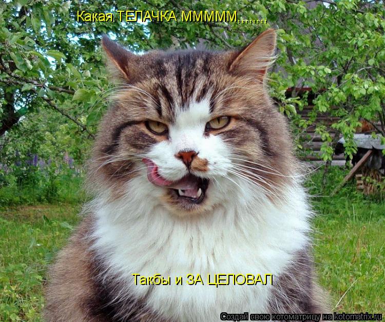 Какая ТЕЛАЧКА МММММ,,,,,,,, Такбы и ЗА ЦЕЛОВАЛ... Котоматрица: Какая ТЕЛАЧКА МММММ,,,,,,,, Такбы и ЗА ЦЕЛОВАЛ