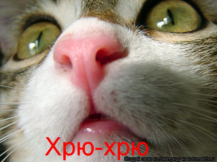 Хрю-хрю... Котоматрица: Хрю-хрю