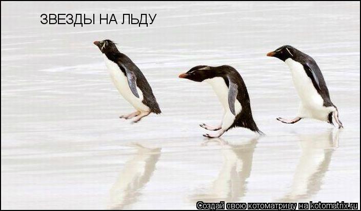 ЗВЕЗДЫ НА ЛЬДУ... Котоматрица: ЗВЕЗДЫ НА ЛЬДУ