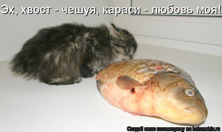 Эх, хвост - чешуя, караси - любовь моя!... Котоматрица: Эх, хвост - чешуя, караси - любовь моя!