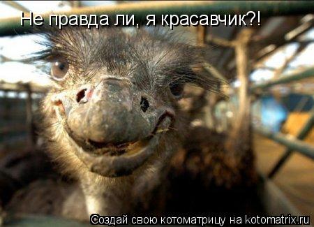 Не правда ли, я красавчик?!... Котоматрица: Не правда ли, я красавчик?!