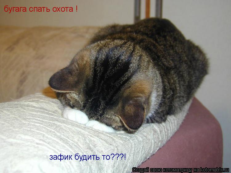 бугага спать охота ! зафик будить то???!... Котоматрица: бугага спать охота ! зафик будить то???!