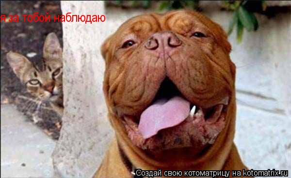 я за тобой наблюдаю... Котоматрица: я за тобой наблюдаю
