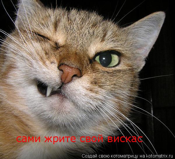 сами жрите свой вискас... Котоматрица: сами жрите свой вискас