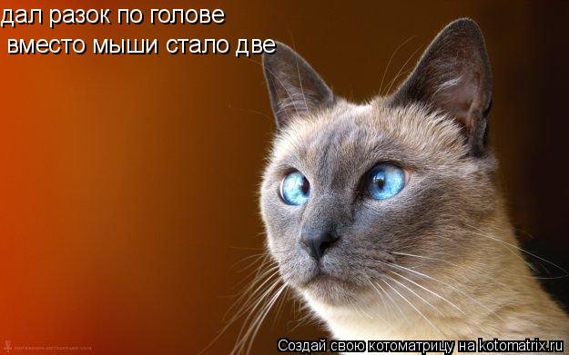 дал разок по голове вместо мыши стало две... Котоматрица: дал разок по голове вместо мыши стало две