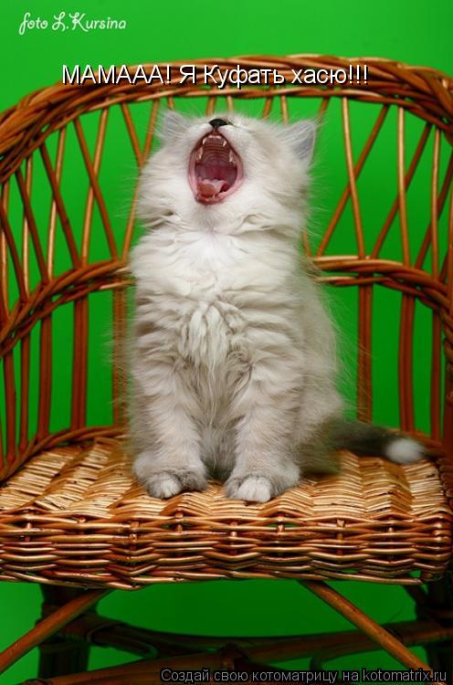 МАМААА! Я Куфать хасю!!!... Котоматрица: МАМААА! Я Куфать хасю!!!