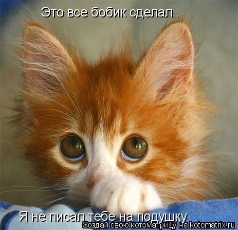 Это все бобик сделал . Я не писал тебе на подушку... Котоматрица: Это все бобик сделал . Я не писал тебе на подушку