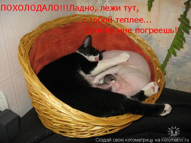 ПОХОЛОДАЛО!!!Ладно, лежи тут, с тобой теплее... Спинку мне погреешь!... Котоматрица: ПОХОЛОДАЛО!!!Ладно, лежи тут, с тобой теплее... Спинку мне погреешь!