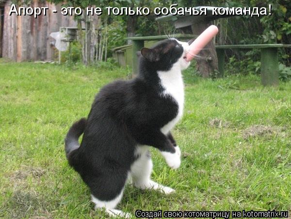 Апорт - это не только собачья команда!... Котоматрица: Апорт - это не только собачья команда!