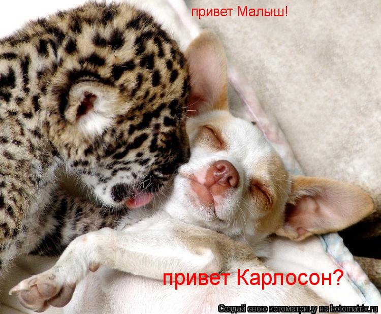 привет Малыш! привет Карлосон?... Котоматрица: привет Малыш! привет Карлосон?