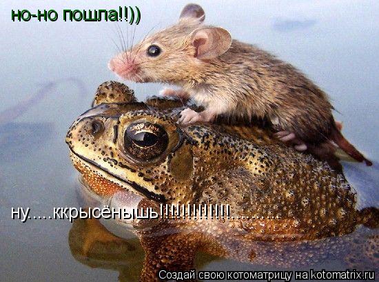 но-но пошла!!)) ну.....ккрысёнышь!!!!!!!!!!!!!............. Котоматрица: но-но пошла!!)) ну.....ккрысёнышь!!!!!!!!!!!!!..........