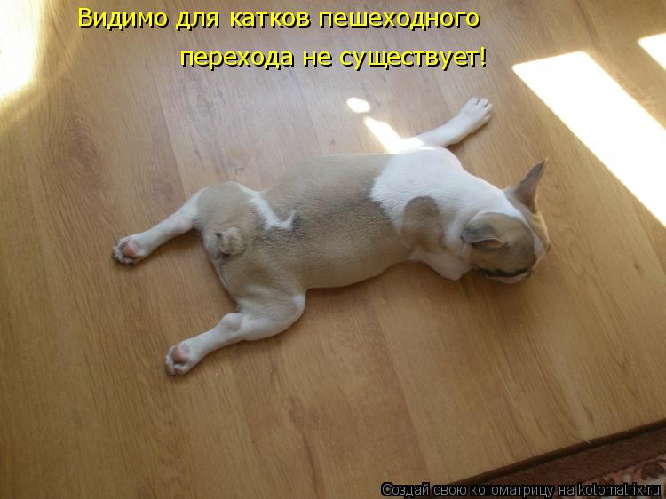 Видимо для катков пешеходного перехода не существует!... Котоматрица: Видимо для катков пешеходного перехода не существует!