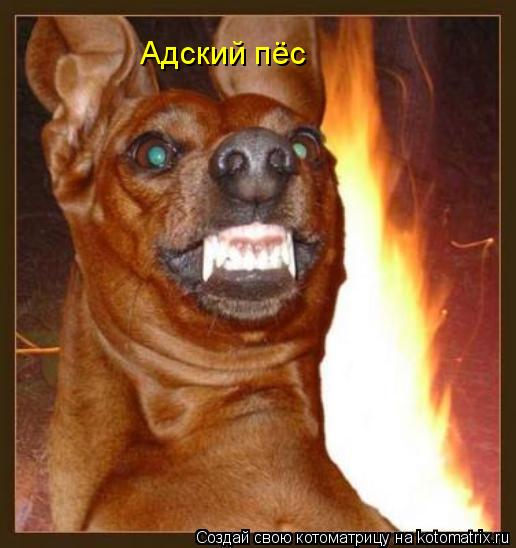 Адский пёс... Котоматрица: Адский пёс