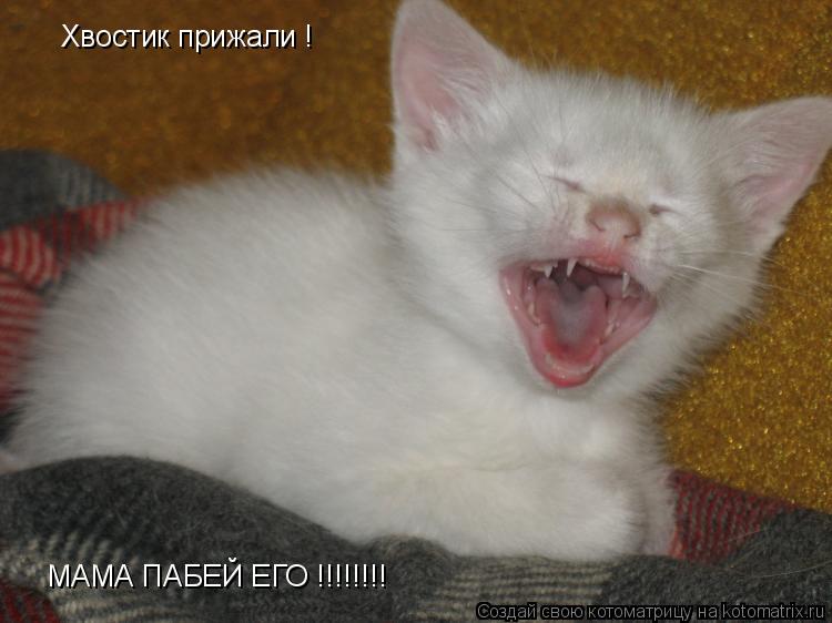 Хвостик прижали ! МАМА ПАБЕЙ ЕГО !!!!!!!!... Котоматрица: Хвостик прижали ! МАМА ПАБЕЙ ЕГО !!!!!!!!