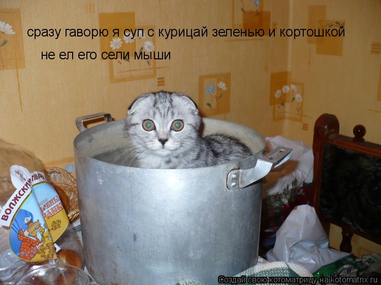 сразу гаворю я суп с курицай зеленью и кортошкой не ел его сели мыши... Котоматрица: сразу гаворю я суп с курицай зеленью и кортошкой не ел его сели мыши