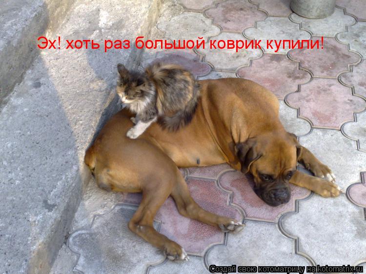 Эх! хоть раз большой коврик купили!... Котоматрица: Эх! хоть раз большой коврик купили!