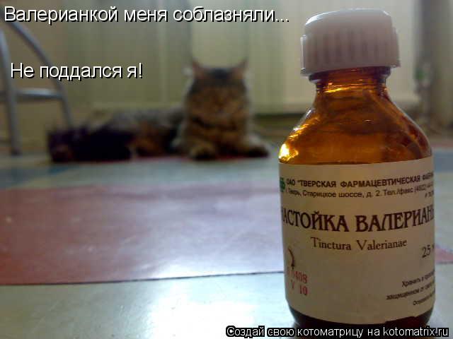 Валерианкой меня соблазняли... Не поддался я!... Котоматрица: Валерианкой меня соблазняли... Не поддался я!