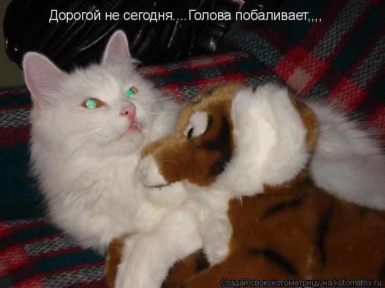 Дорогой не сегодня....Голова побаливает,,,,... Котоматрица: Дорогой не сегодня....Голова побаливает,,,,