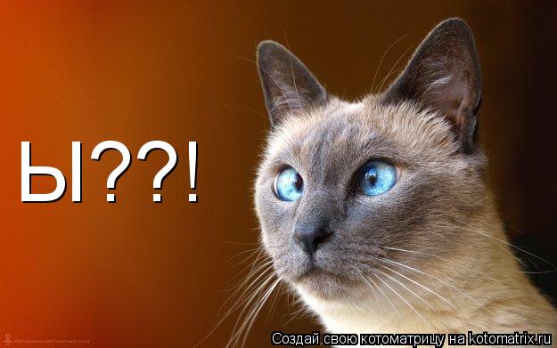 Ы??!... Котоматрица: Ы??!