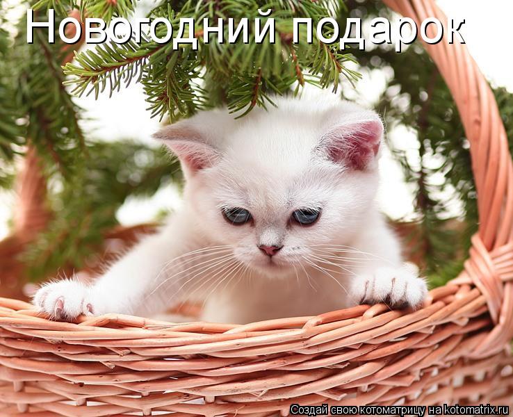 Новогодний подарок... Котоматрица: Новогодний подарок