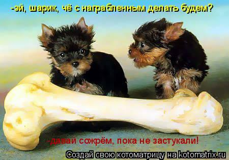 -эй, шарик, чё с награбленным делать будем? -давай сожрём, пока не застукали!... Котоматрица: -эй, шарик, чё с награбленным делать будем? -давай сожрём, пока не застукали!
