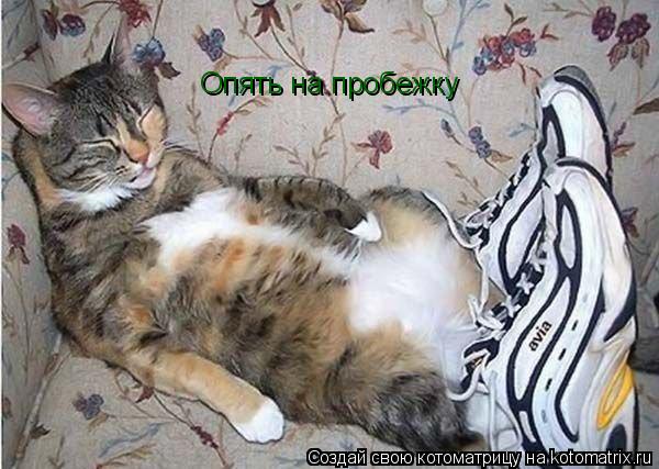 Опять на пробежку... Котоматрица: Опять на пробежку