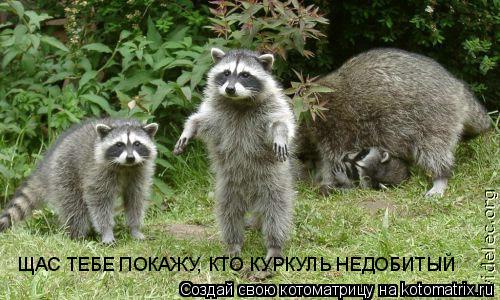ЩАС ТЕБЕ ПОКАЖУ, КТО КУРКУЛЬ НЕДОБИТЫЙ... Котоматрица: ЩАС ТЕБЕ ПОКАЖУ, КТО КУРКУЛЬ НЕДОБИТЫЙ