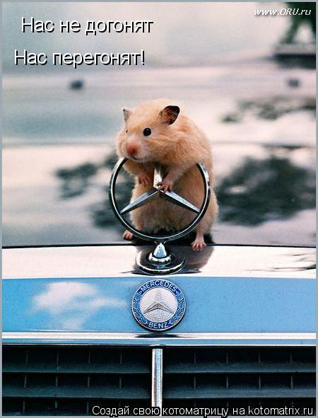 Нас не догонят Нас перегонят!... Котоматрица: Нас не догонят Нас перегонят!