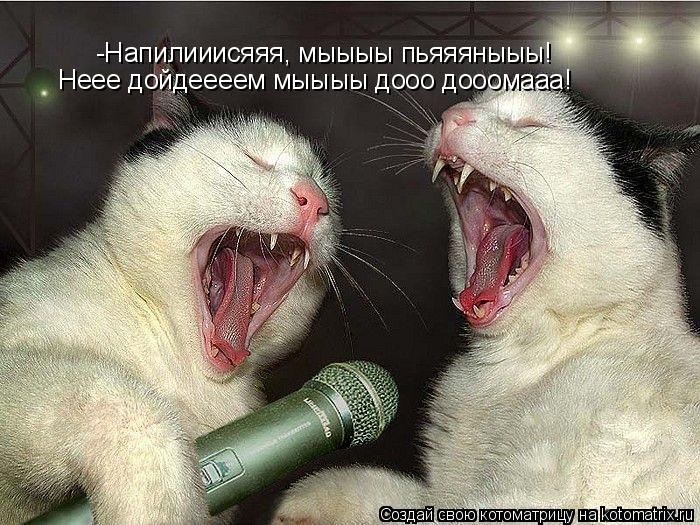 -Напилииисяяя, мыыыы пьяяяныыы! Неее дойдеееем мыыыы дооо дооомааа!... Котоматрица: -Напилииисяяя, мыыыы пьяяяныыы! Неее дойдеееем мыыыы дооо дооомааа!