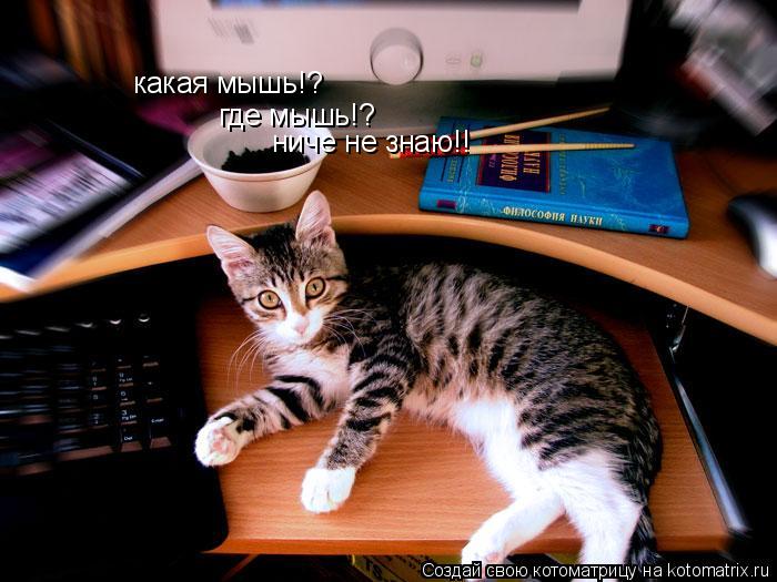 какая мышь!? где мышь!? ниче не знаю!!... Котоматрица: какая мышь!? где мышь!? ниче не знаю!!