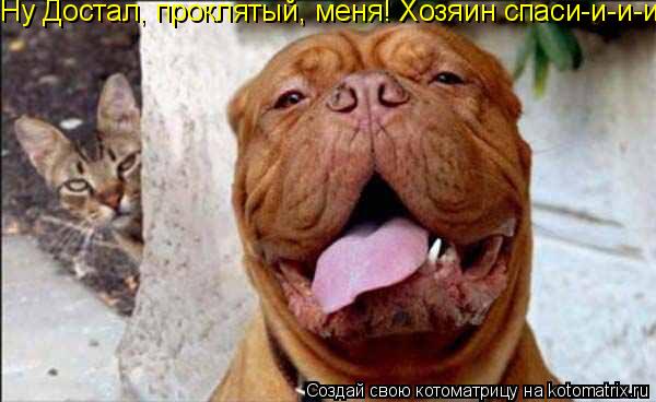 Ну Достал, проклятый, меня! Хозяин спаси-и-и-и-и!... Котоматрица: Ну Достал, проклятый, меня! Хозяин спаси-и-и-и-и!