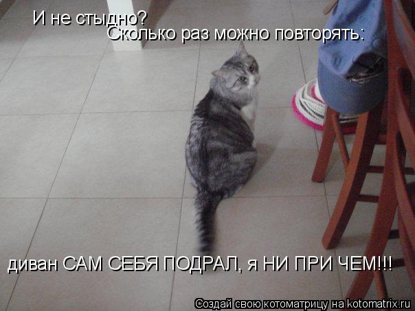 И не стыдно? Сколько раз можно повторять: диван САМ СЕБЯ ПОДРАЛ, я НИ ПРИ ЧЕМ!!!... Котоматрица: И не стыдно? Сколько раз можно повторять: диван САМ СЕБЯ ПОДРАЛ, я НИ ПРИ ЧЕМ!!!
