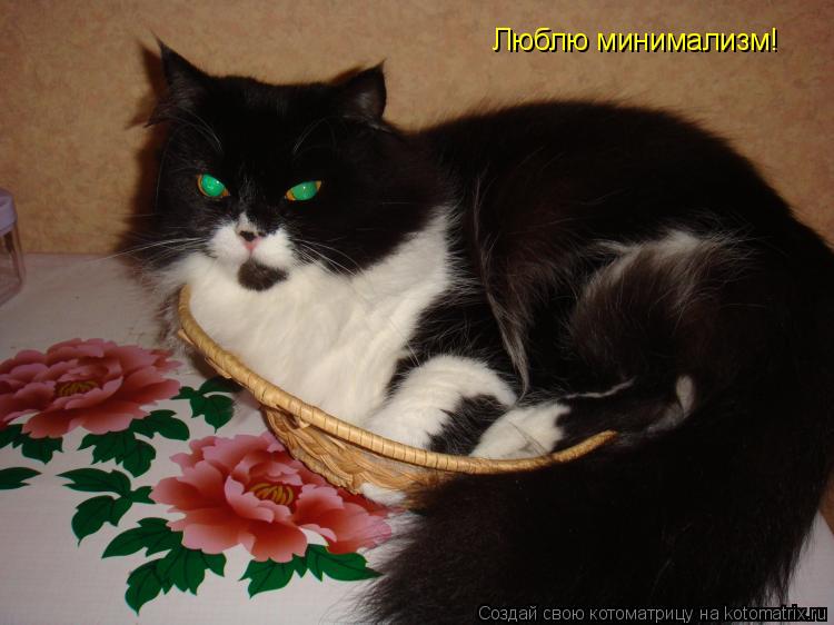 Люблю минимализм!... Котоматрица: Люблю минимализм!