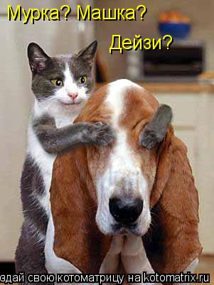 Мурка? Машка? Дейзи?... Котоматрица: Мурка? Машка? Дейзи?